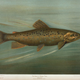 Illustration for article titled Fishes of North America That are Captured on Hook and Line